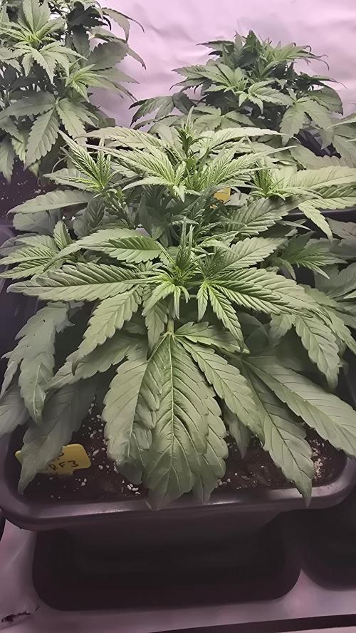 Banana Purple Punch RF3 Auto. Week 3