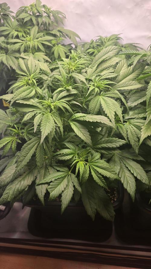 Banana Purple Punch RF3 Auto. Week 4