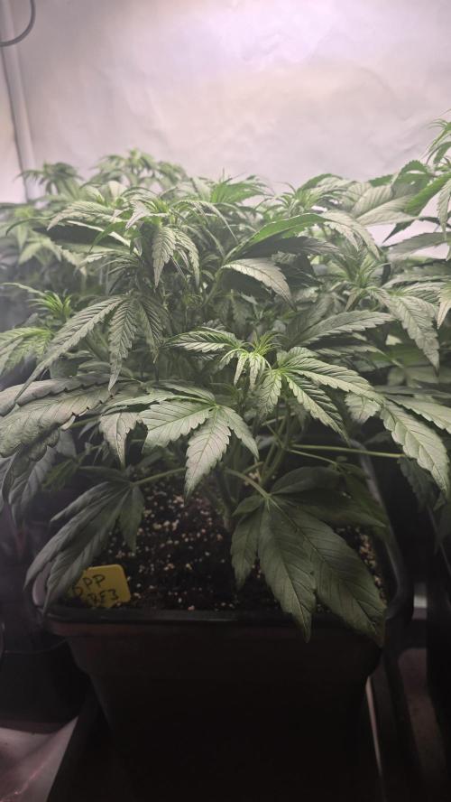 Banana Purple Punch RF3 Auto. Week 4