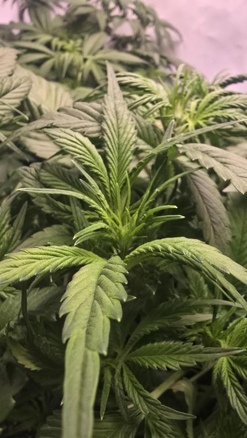 Banana Purple Punch RF3 Auto. Week 4