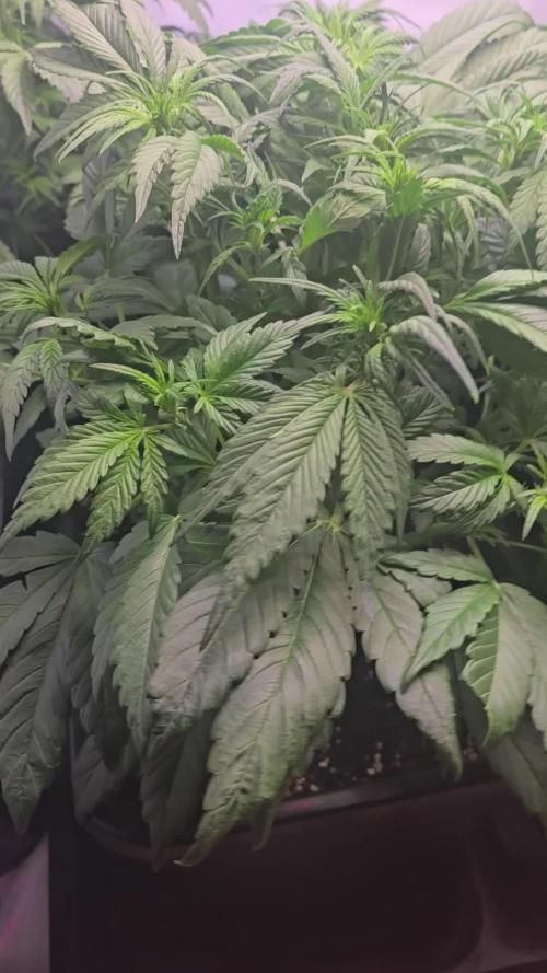 Banana Purple Punch RF3 Auto