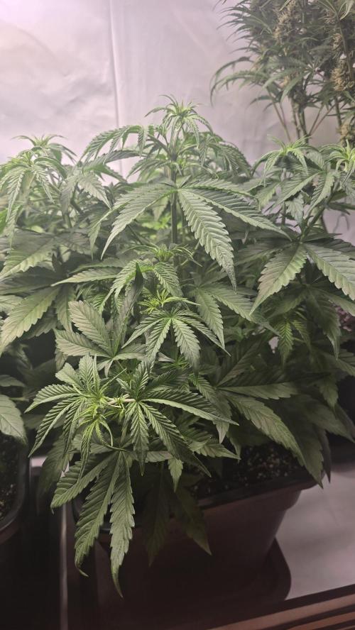 Gorilla Cookies Auto #2. Week 4