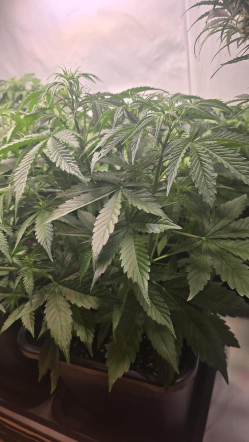 Gorilla Cookies Auto #2. Week 4