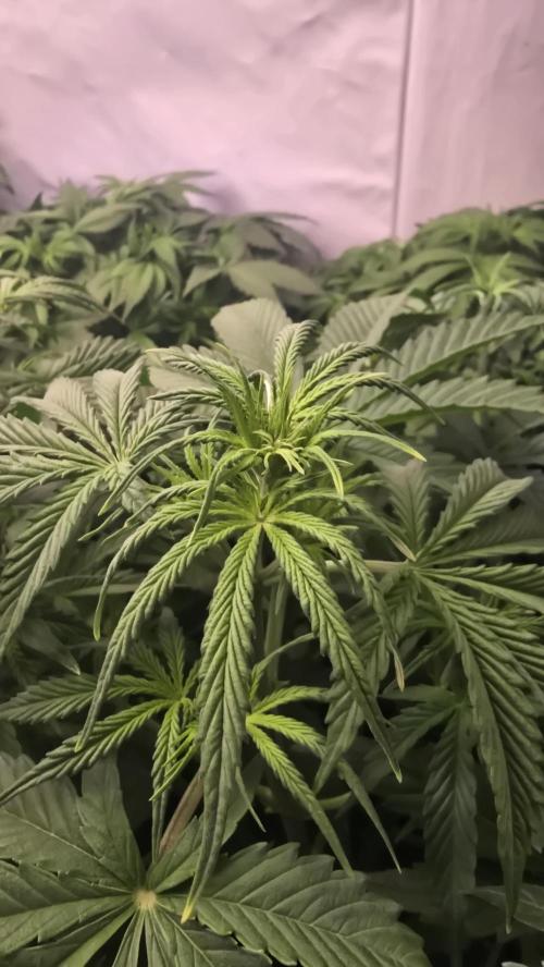 Gorilla Cookies Auto #2. Week 4