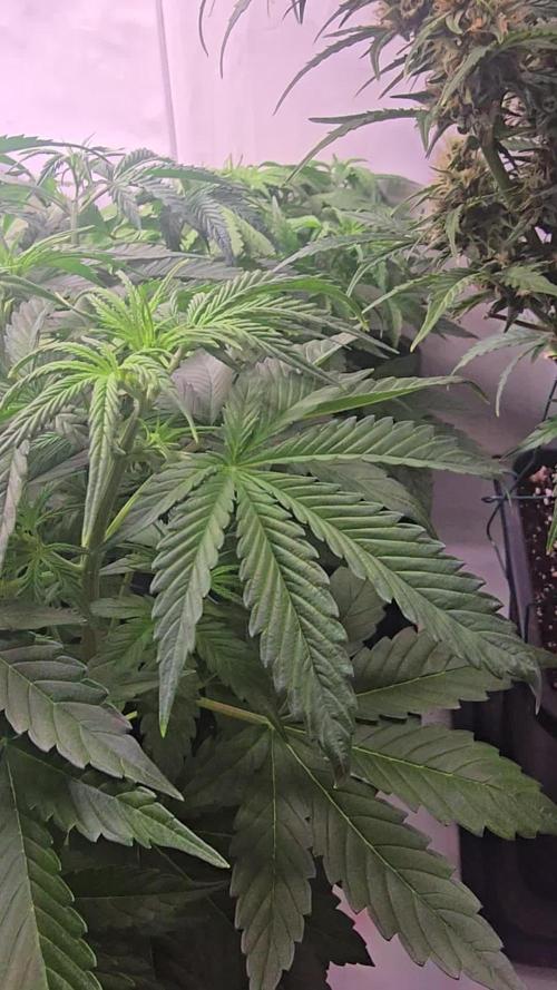 Gorilla Cookies Auto #2