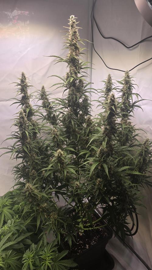 Gorilla Z auto. Week 10