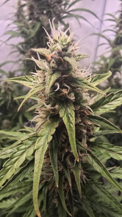 Gorilla Z auto. Week 10