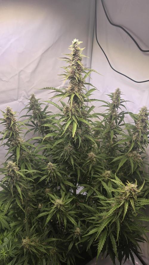 Gorilla Z auto. Week 10