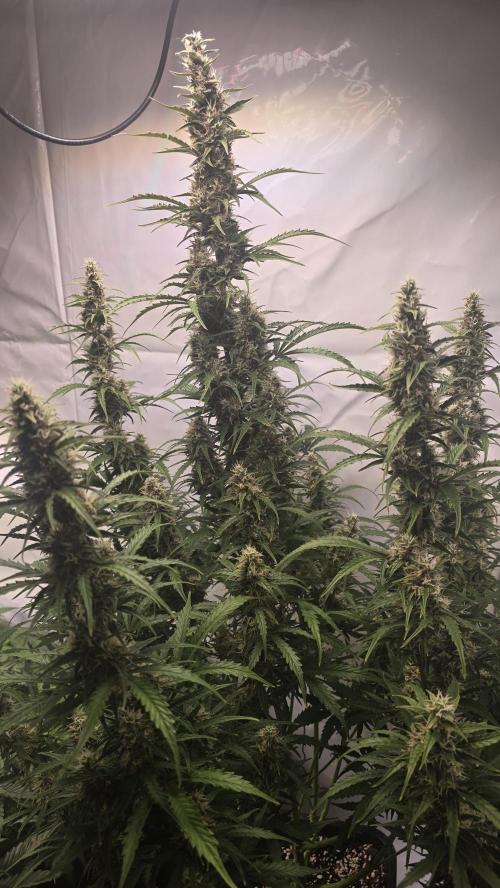 Gorilla Z auto. Week 10