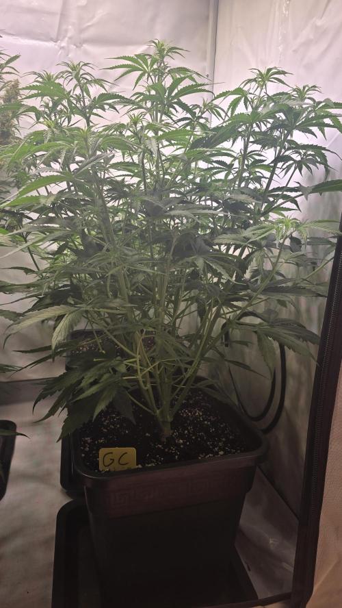 Gorilla Cookies Auto #2. Week 5