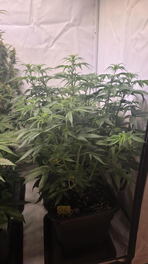 Gorilla Cookies Auto #2. Week 5