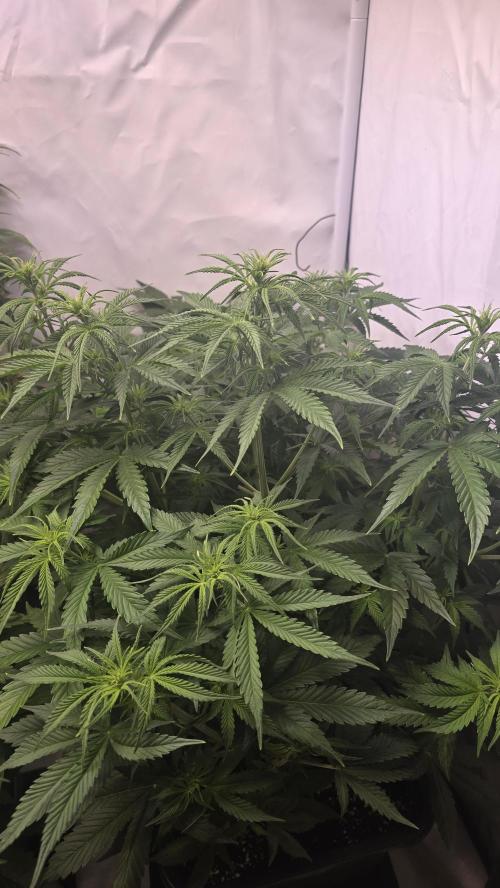 Gorilla Cookies Auto #2. Week 5