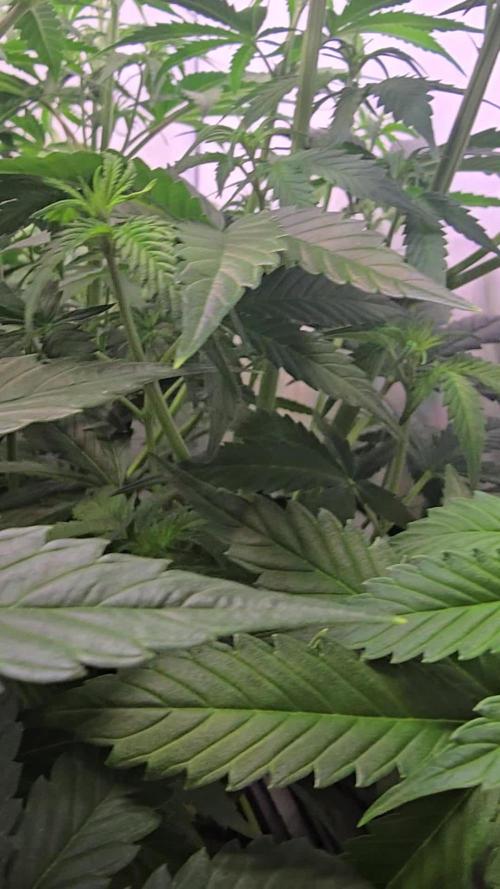 Gorilla Cookies Auto #2