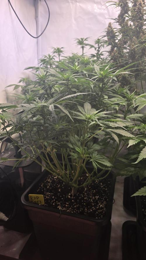 Banana Purple Punch RF3 Auto. Week 5