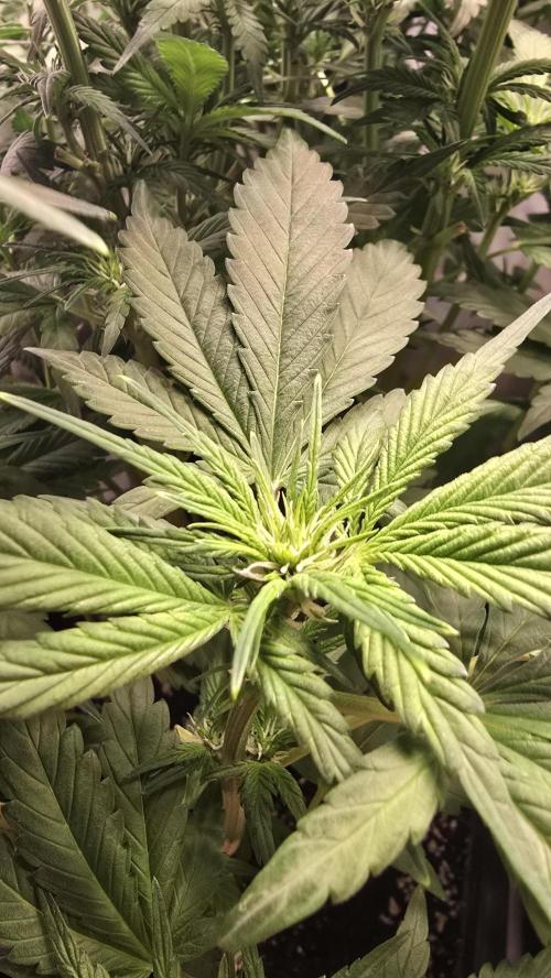 Banana Purple Punch RF3 Auto. Week 5