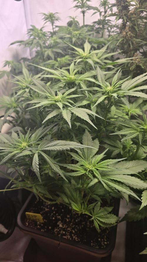 Banana Purple Punch RF3 Auto. Week 5