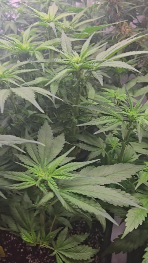 Banana Purple Punch RF3 Auto