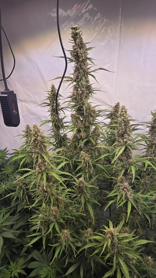 Gorilla Z auto. Week 11