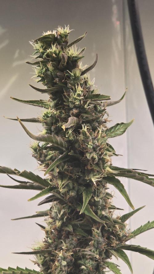 Gorilla Z auto. Week 11