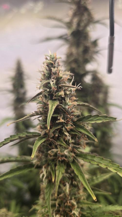 Gorilla Z auto. Week 11