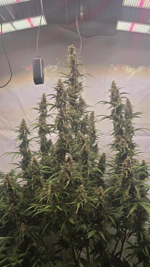 Gorilla Z auto. Week 11