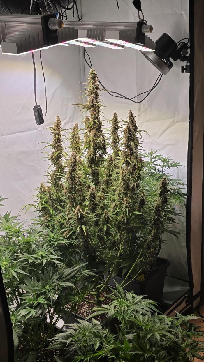 Gorilla Z auto. Week 12