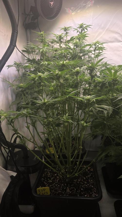 Banana Purple Punch RF3 Auto. Week 6