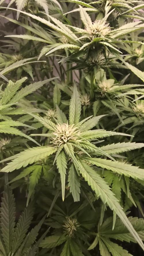 Banana Purple Punch RF3 Auto. Week 6