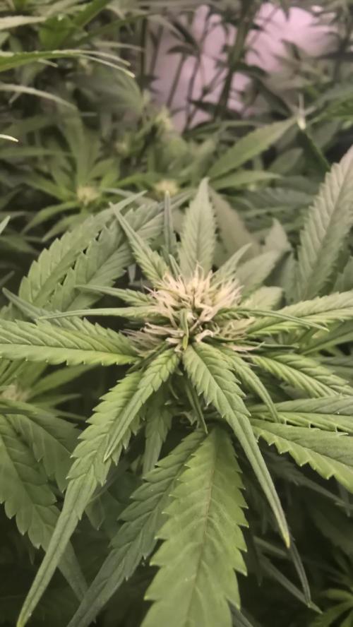 Banana Purple Punch RF3 Auto. Week 6