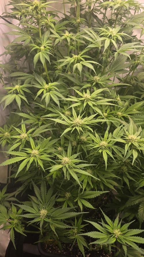 Banana Purple Punch RF3 Auto. Week 6