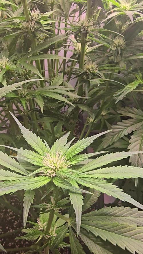 Banana Purple Punch RF3 Auto