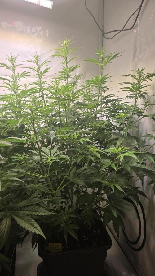 Gorilla Cookies Auto #2. Week 6