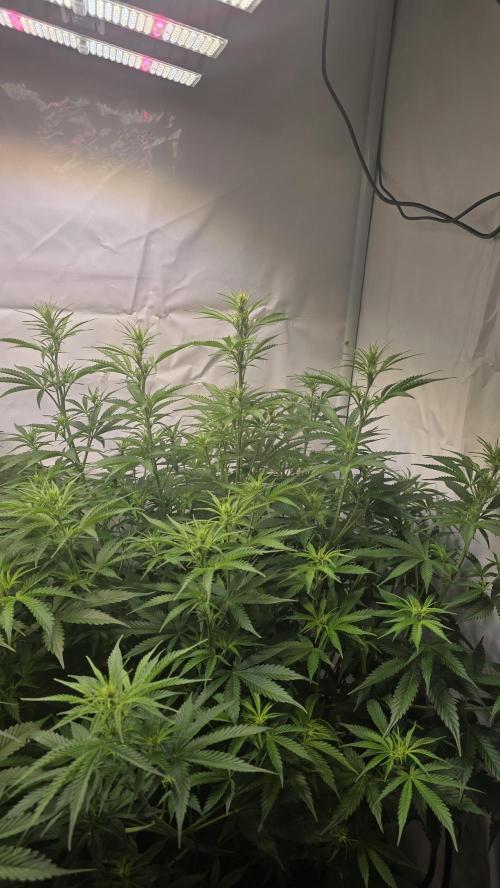 Gorilla Cookies Auto #2. Week 6