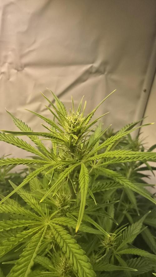 Gorilla Cookies Auto #2. Week 6