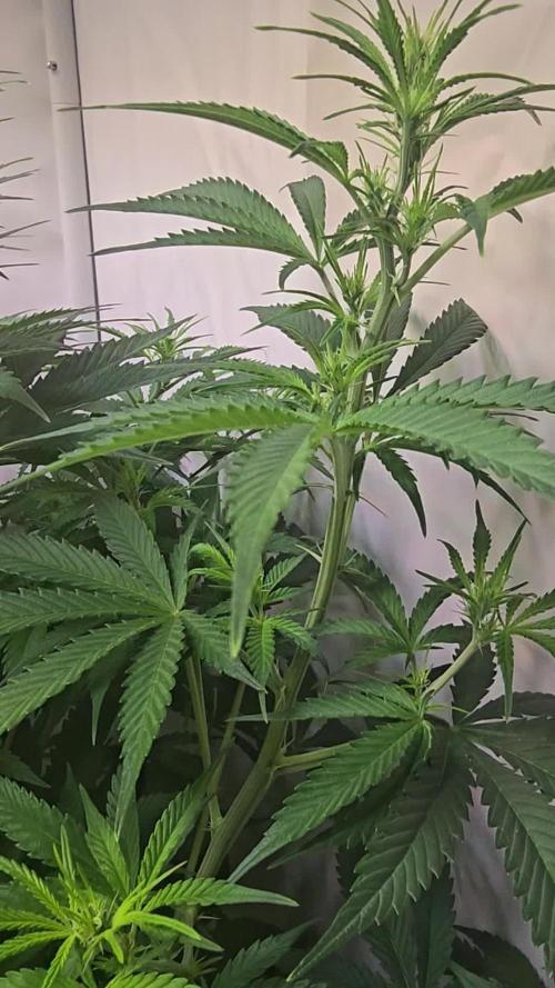 Gorilla Cookies Auto #2