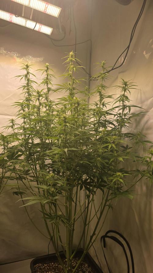 Gorilla Cookies Auto #2. Week 7