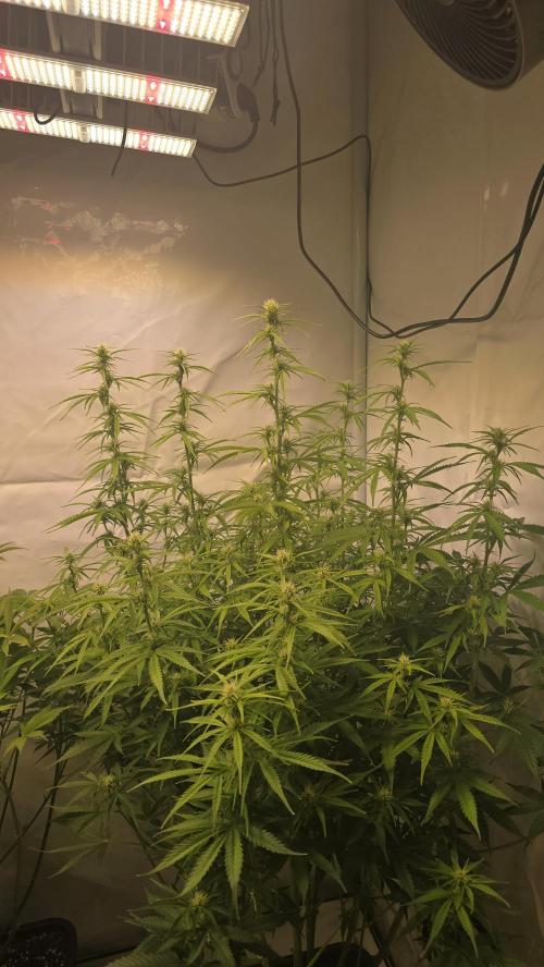 Gorilla Cookies Auto #2. Week 7