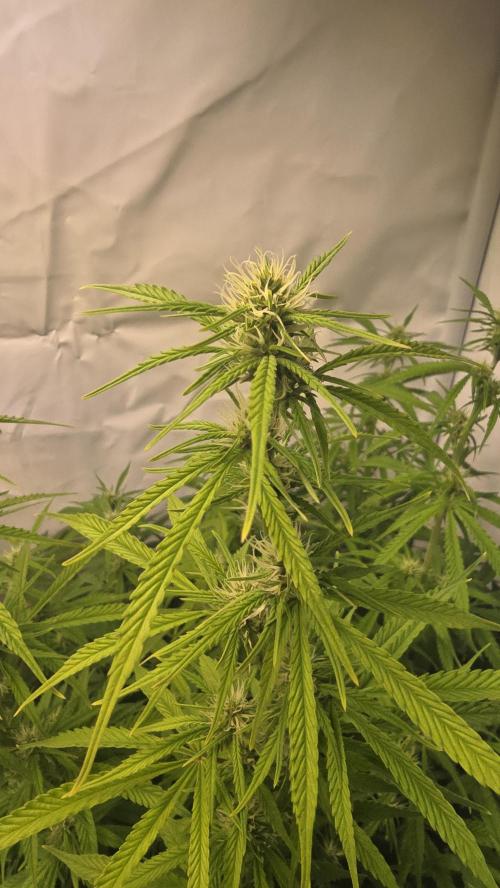 Gorilla Cookies Auto #2. Week 7