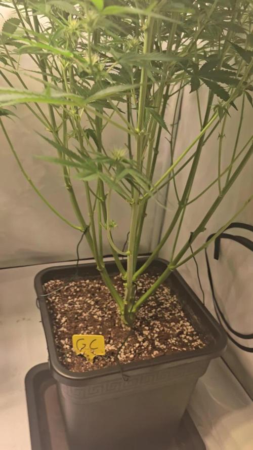 Gorilla Cookies Auto #2