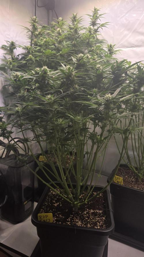 Banana Purple Punch RF3 Auto. Week 7