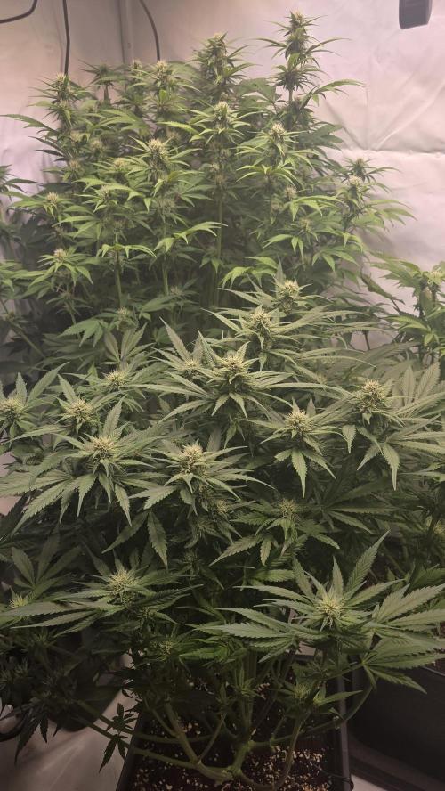 Banana Purple Punch RF3 Auto. Week 7