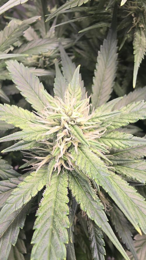 Banana Purple Punch RF3 Auto. Week 7