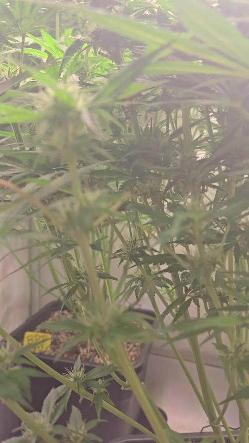 Banana Purple Punch RF3 Auto