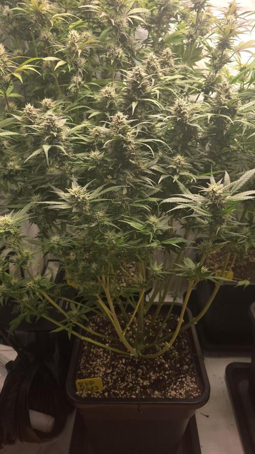 Banana Purple Punch RF3 Auto. Week 8