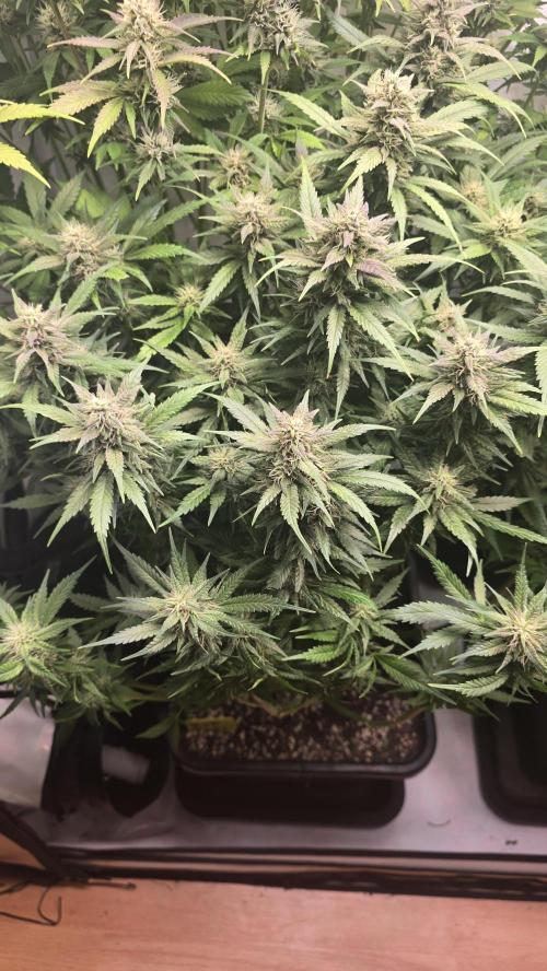 Banana Purple Punch RF3 Auto. Week 8