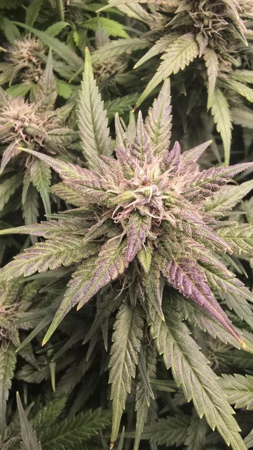 Banana Purple Punch RF3 Auto. Week 8