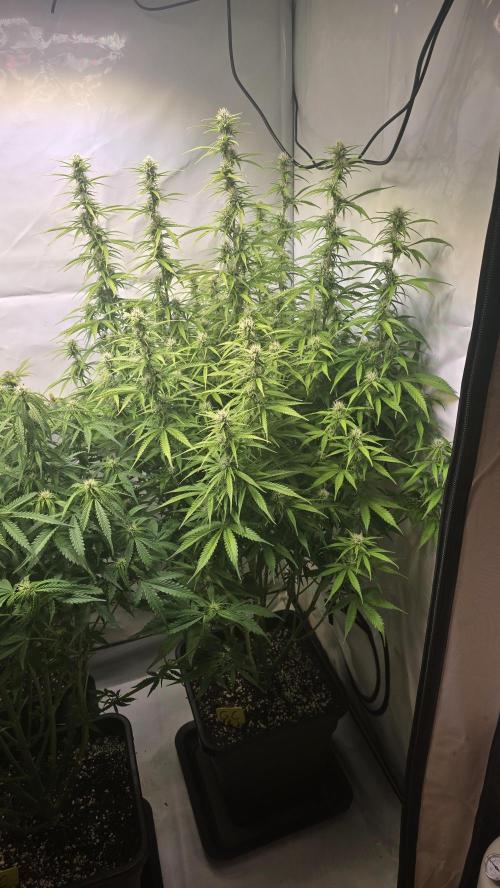 Gorilla Cookies Auto #2. Week 8