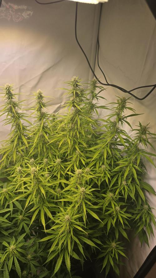 Gorilla Cookies Auto #2. Week 8