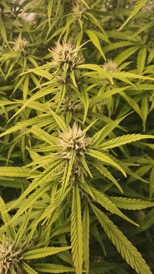 Gorilla Cookies Auto #2. Week 8