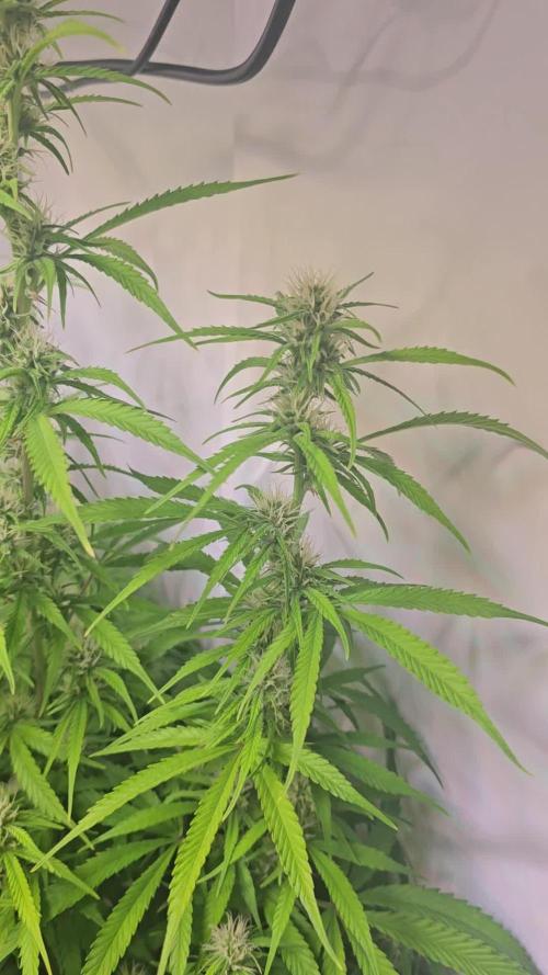 Gorilla Cookies Auto #2